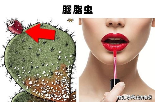 生活中常见美容产品所隐藏的7种奇怪的成分